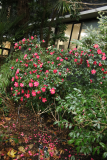 Camellia sasanqua RCP12-2019 (17).JPG